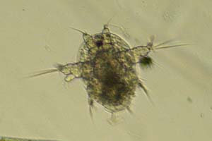 Copepod larva