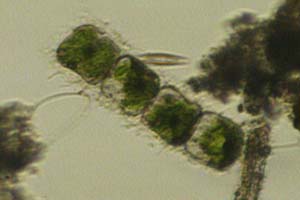 Hyalotheca dissiliens