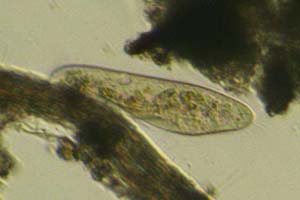 Paramecium