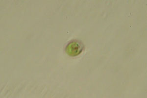 Chlorophyte