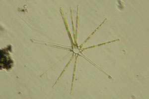 Asterionella