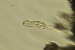 Chaetonotus