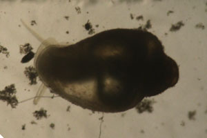 Tadpole snail