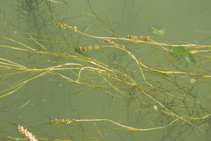 Pondweed