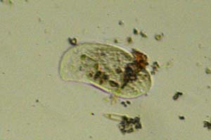 Phyllopharyngea