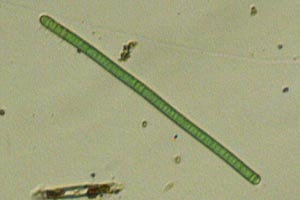 Cyanobacteria