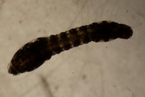Black fly larva