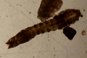Black fly larva