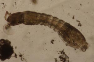 Black fly larva