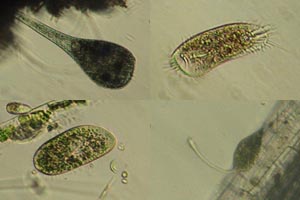 Ciliates