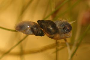Pond snails