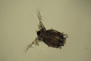 Ceriodaphnia