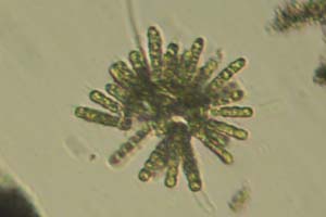 Chlorophyte