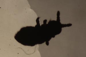 Springtail