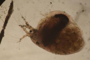 Simocephalus with young