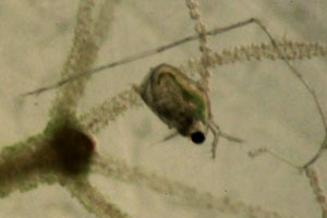 Captured Scapholeberis