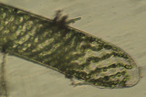 Spirogyra