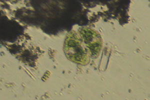 Cosmarium, Scenedesmaceae