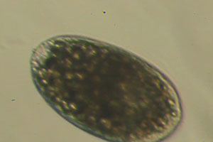 Ciliate