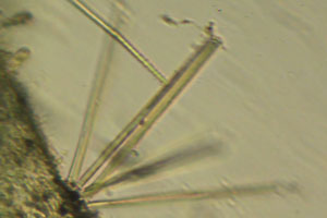 Diatoms