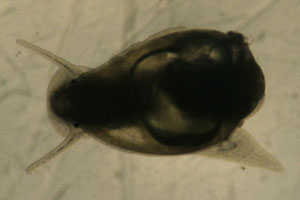 Tadpole snail