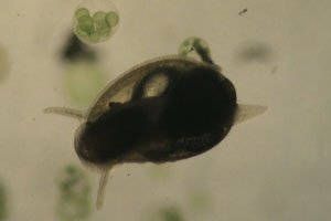 Tadpole snail
