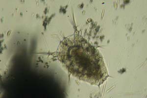 Copepod larva