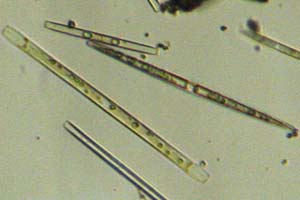 Diatoms