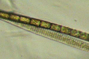 Diatoms