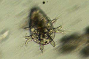 Copepod larva
