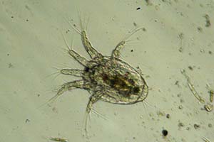 Copepod larva
