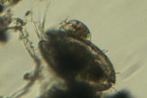 Podocopid, Lagenophrys