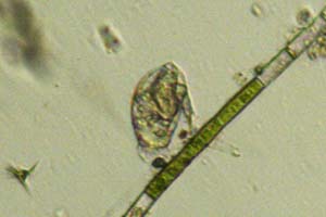 Colurella