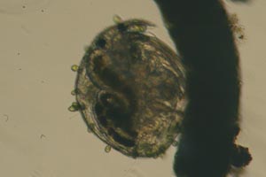 Chydorid