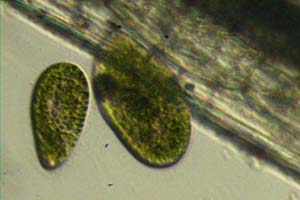 Paramecium