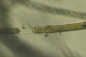 Cyanobacteria