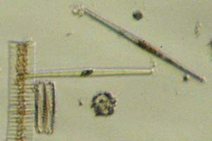 Diatoms