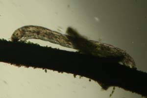 Midge larva