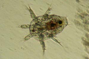 Copepod larva