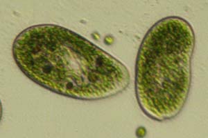 Paramecium