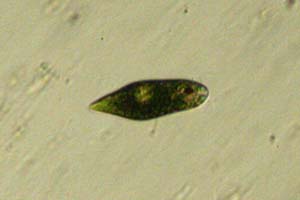 Euglena