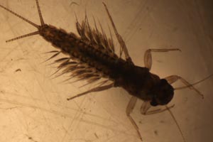 Mayfly larva