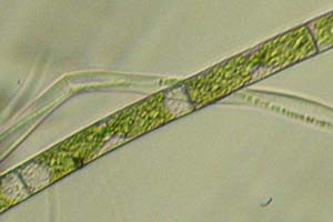 Chlorophyte