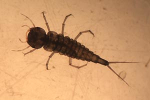 Diving beetle larva