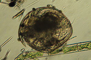 Chydorid