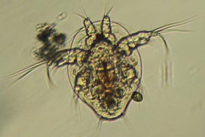 Copepod larva