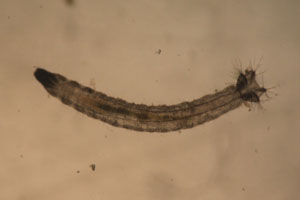 Limoniid larva