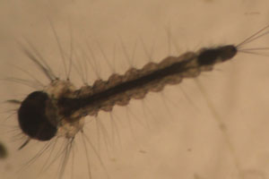 Mosquito larva
