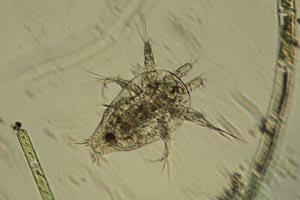 Copepod larva