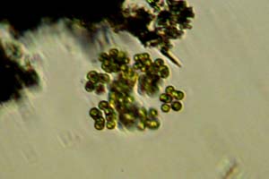 Chlorophyte dividing?